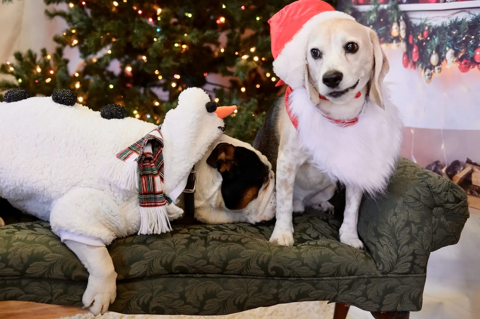 A bulldog dressed as a snowman and a beagle in a Santa hat and beard on a green tufted bench in front of a lit Christmas tree